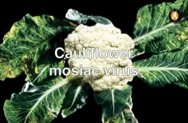 botanical viricide for Cauliflower mosiac virus cure