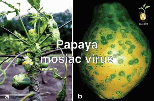 virucide for Papaya virus