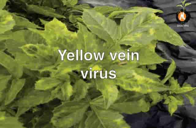 Viricide for Yellow vein virus cure